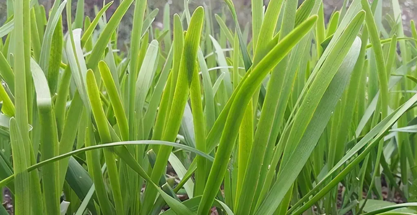 智能溫室種植韭菜