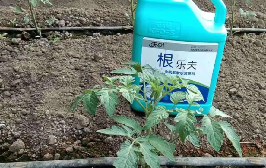 番茄施肥