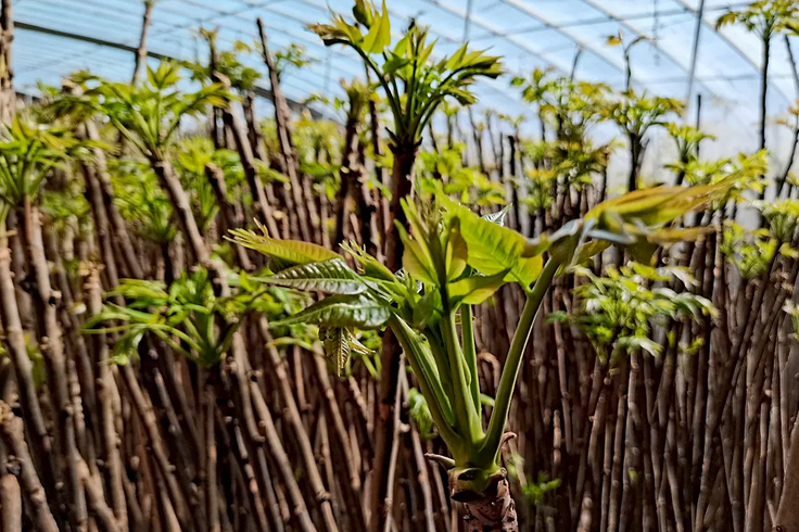 如何用智能溫室大棚種植香椿