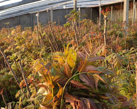 香椿種植