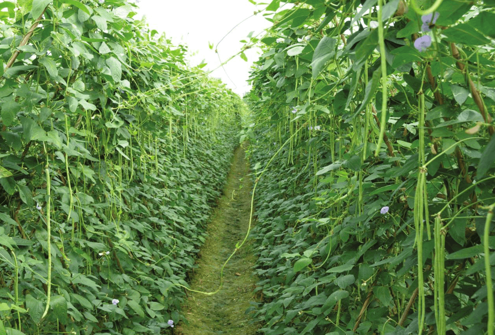 豇豆種植的水肥一體化管理