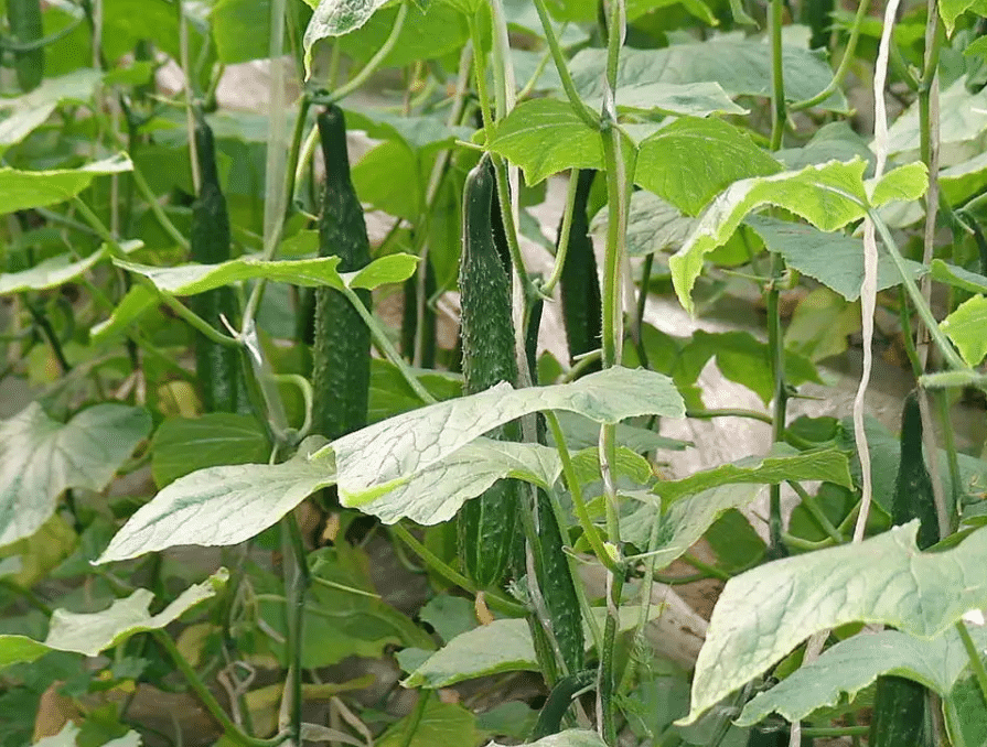 黃瓜種植大棚