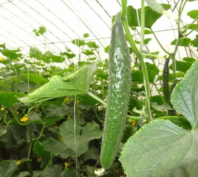 黃瓜種植大棚