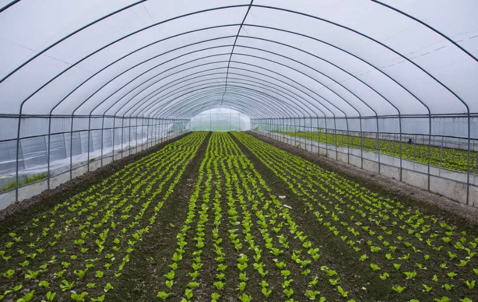 蔬菜種植大棚