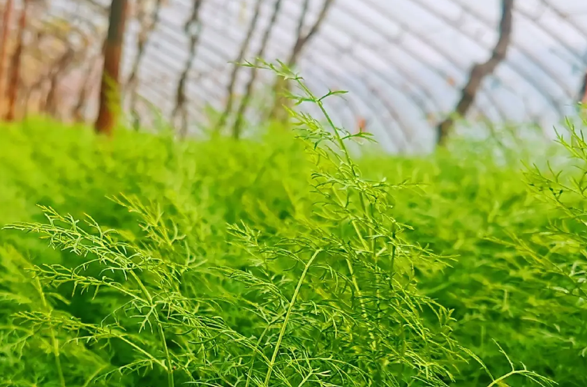 茴香智能溫室高產栽培技術