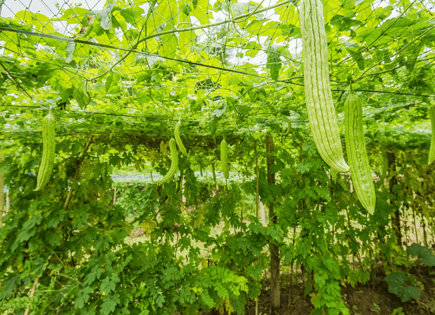 苦瓜種植大棚