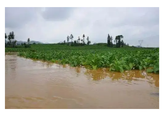 暴雨過后作物養護要領