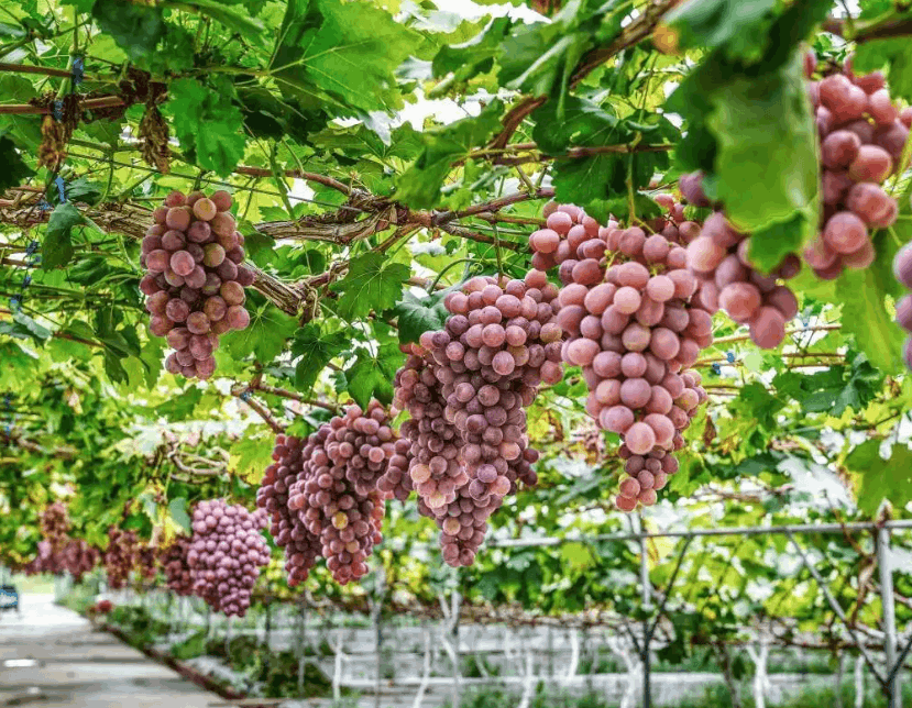 葡萄種植