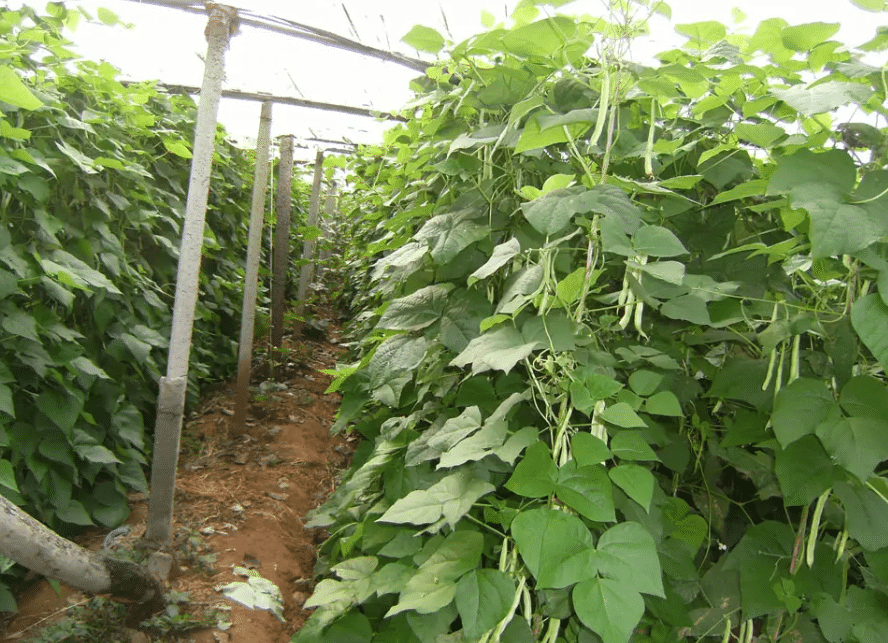 智能溫室大棚種植蕓豆的三大要點