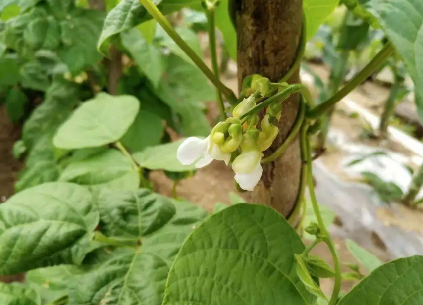 蕓豆花莢