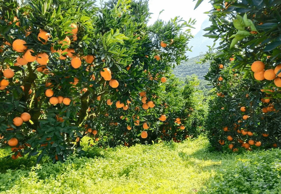 果樹如何智能灌溉葉面肥