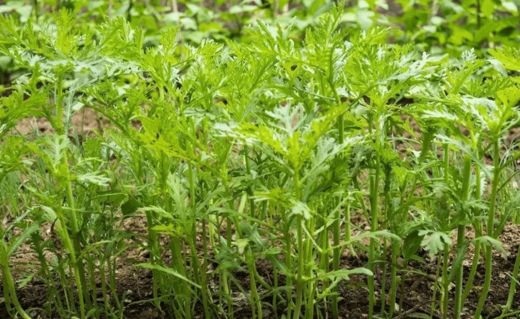 茼蒿栽植