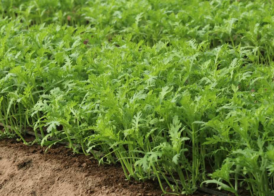 茼蒿種植