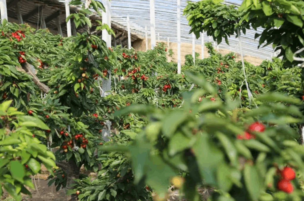 車厘子種植大棚