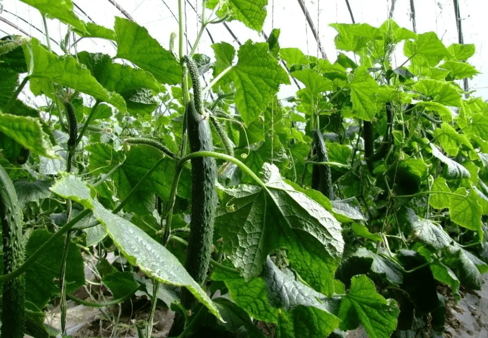 黃瓜種植大棚