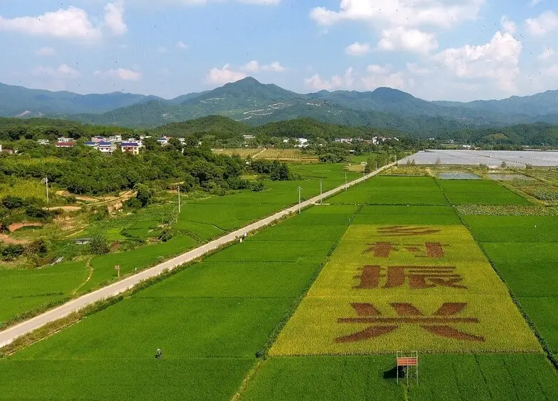 壯大特色產業 推進鄉村振興 加快構建城鄉融合發展新格局