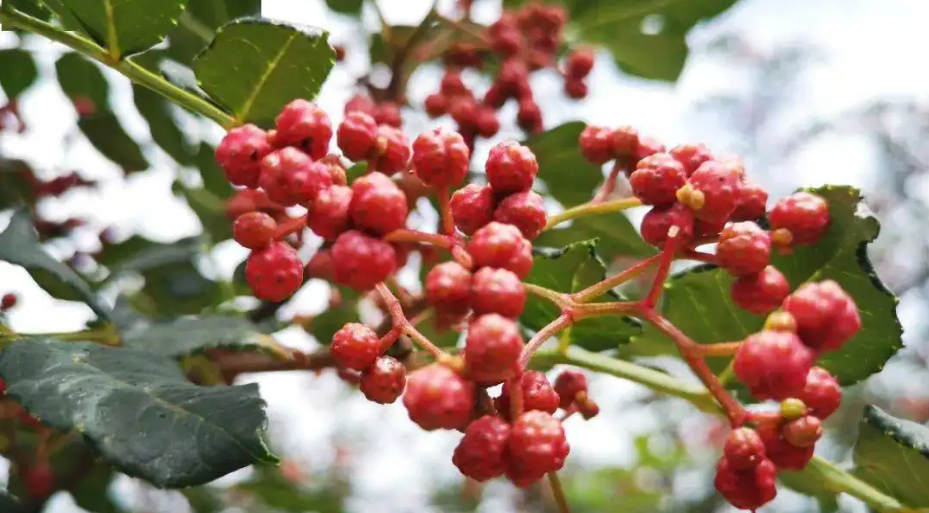 七月赤沙鎮(zhèn)，漫山遍野花椒紅