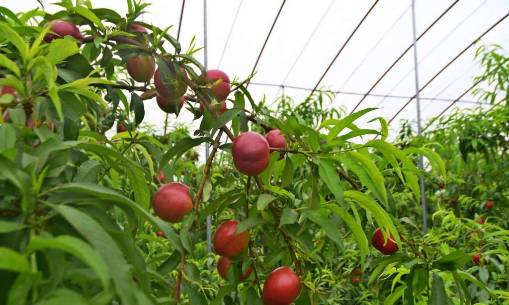 桃子種植大棚