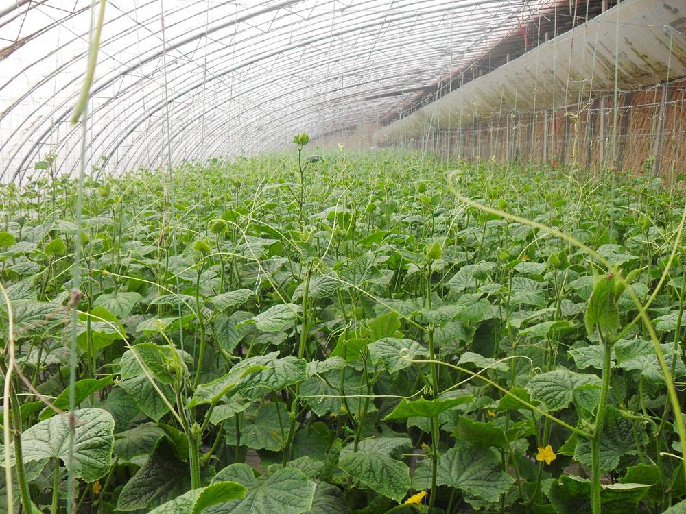 高溫暴雨之下如何預防大棚蔬菜病害