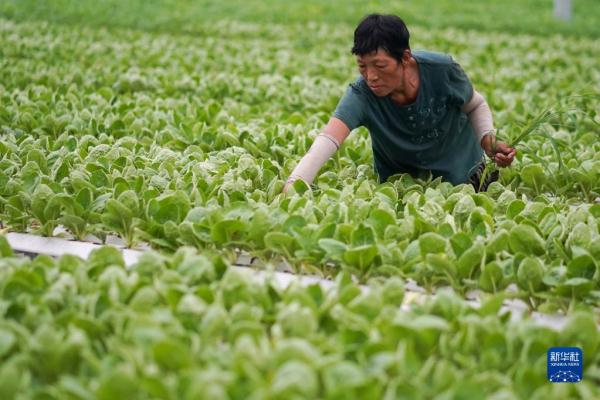 工人在海門現代農業產業示范園內一家蔬菜加工公司生產線上工作