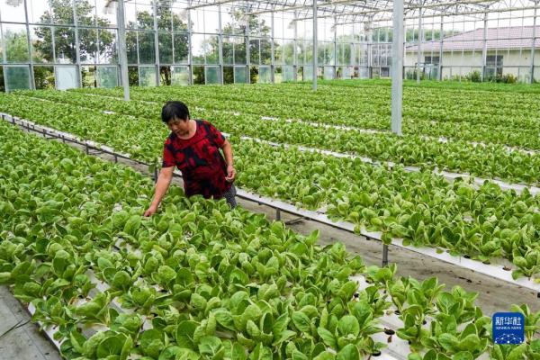 蔬菜水培一體化示范基地，農(nóng)業(yè)工人清理蔬菜中的雜草