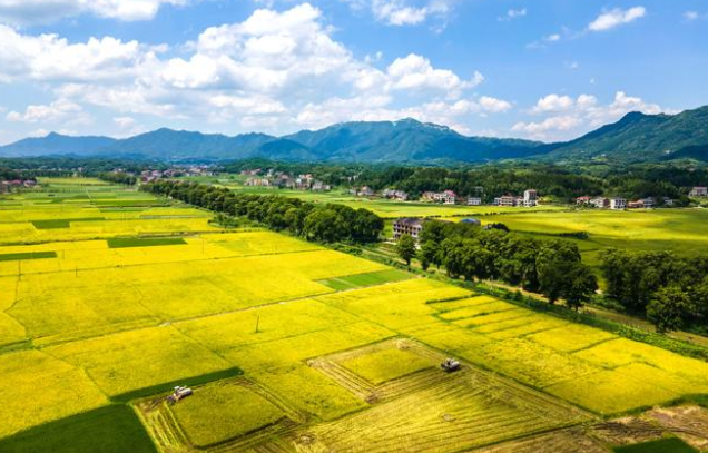 雙峰縣荷葉鎮清泉村，農民駕駛收割機收割早稻