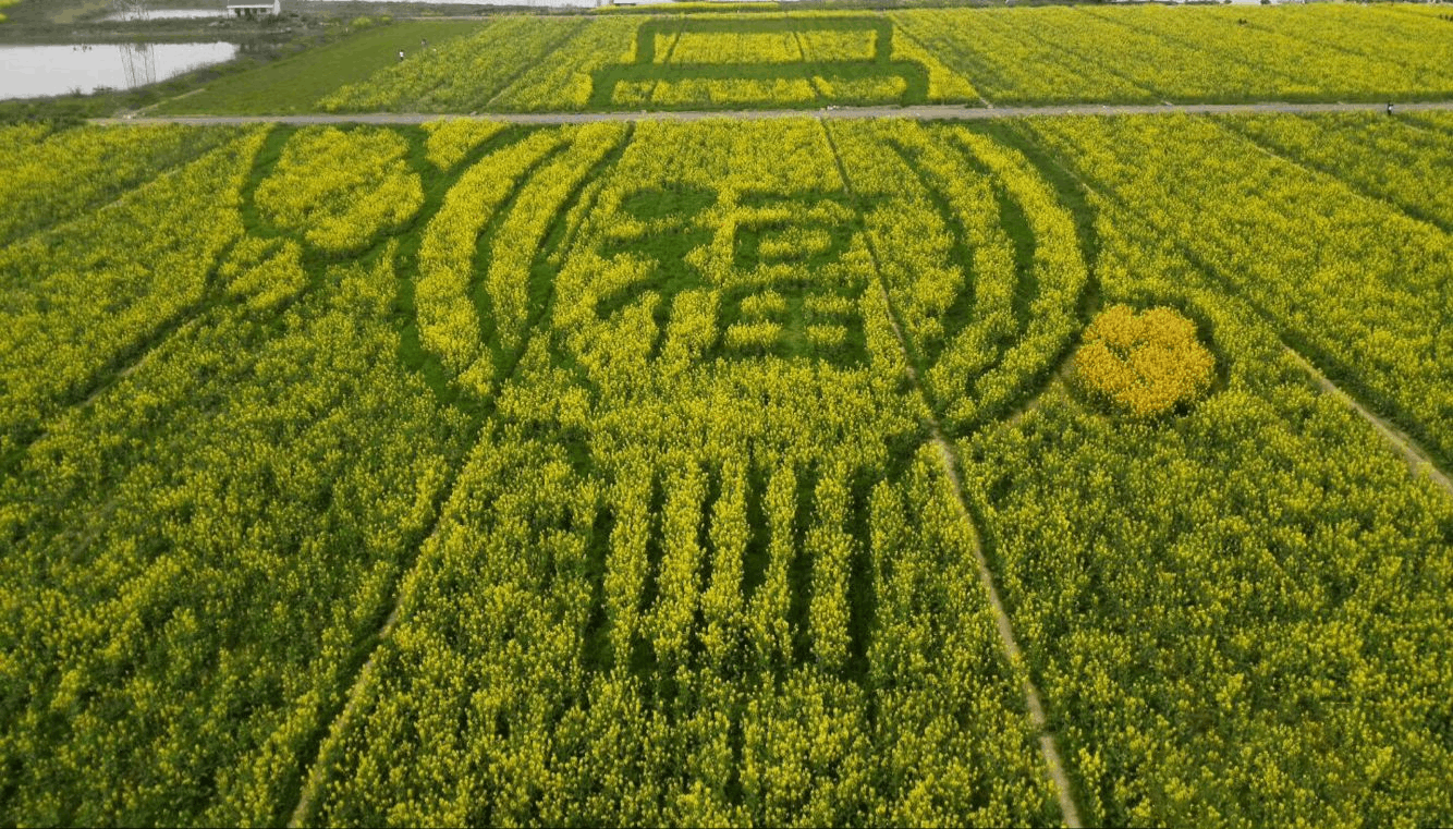 順義區(qū)建成4200余塊數(shù)字菜田