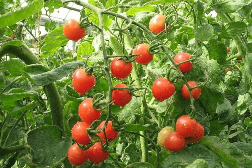 西紅柿種植大棚