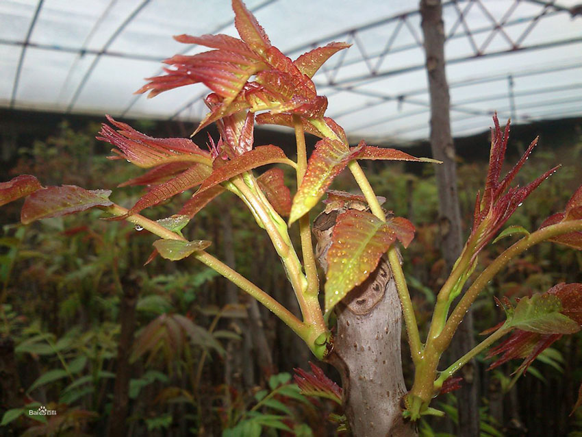 溫室大棚香椿的高產種植技術