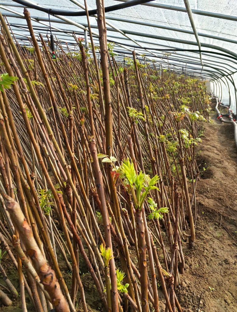 香椿種植大棚