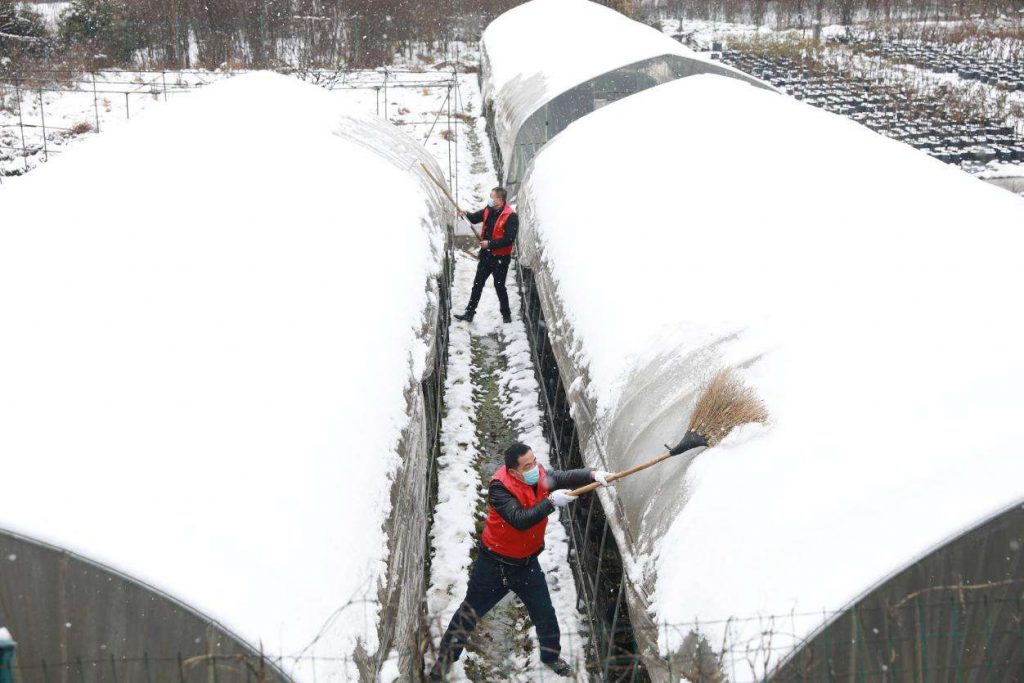 清掃大棚積雪