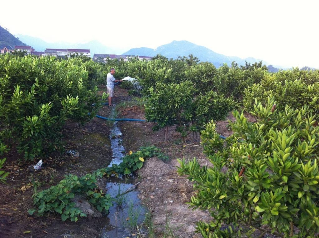 果園灌溉水溝