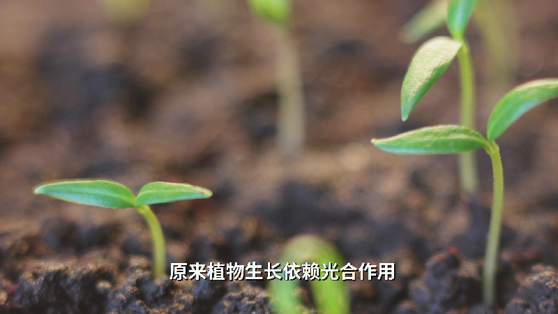 高效的育種產業是保障國家糧食安全的關鍵