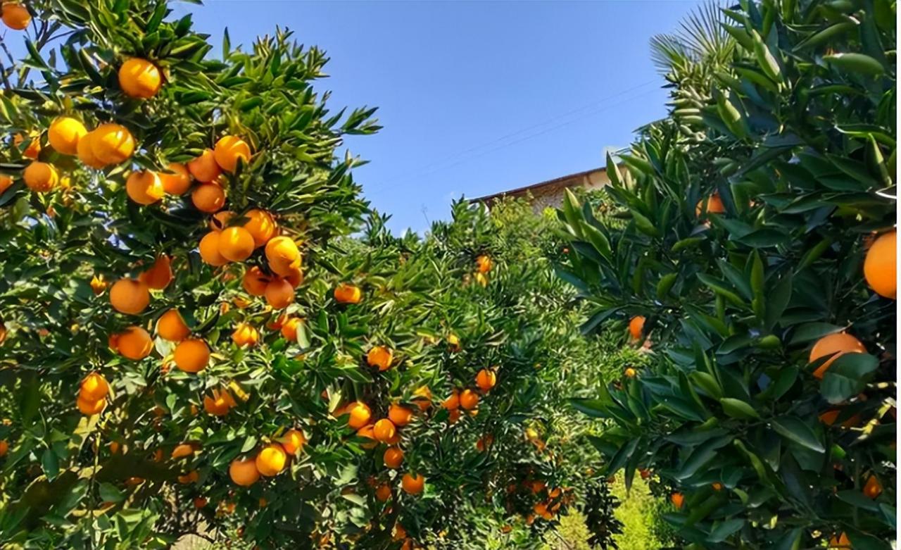 水肥一體化信息技術在果園的應用研究可以得到顯著提高水肥的利用率