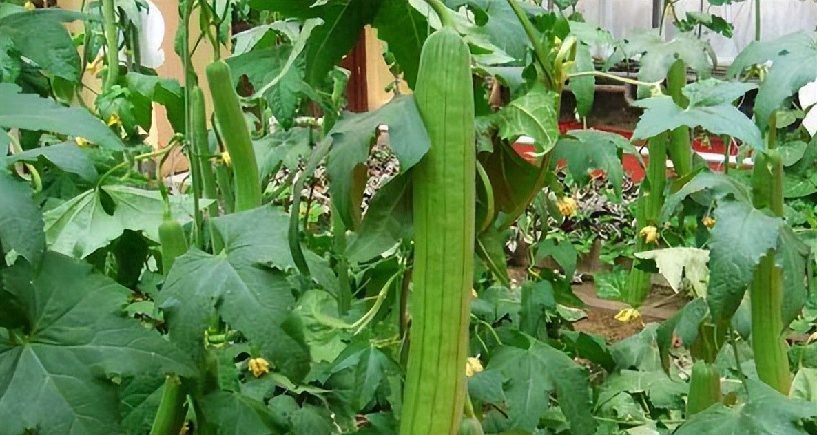 智能溫室里更好地種植絲瓜