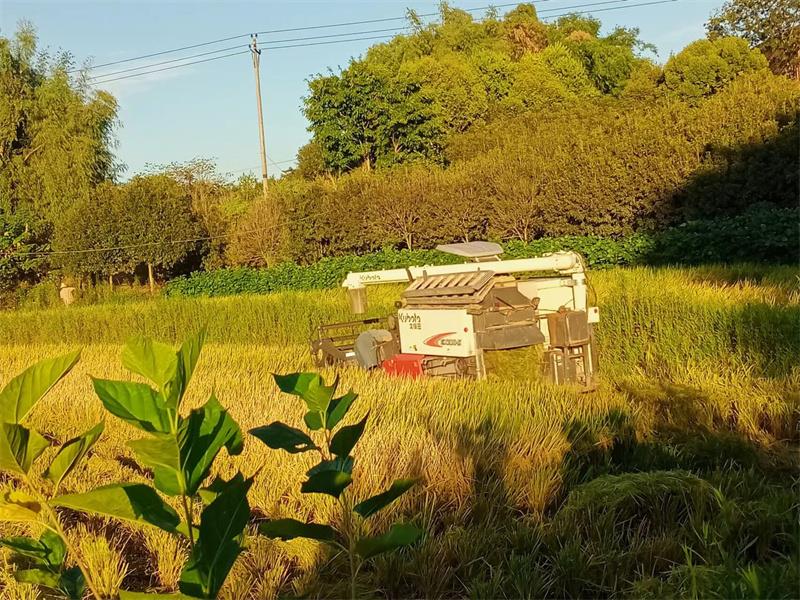 機收隊伍正在收割水稻