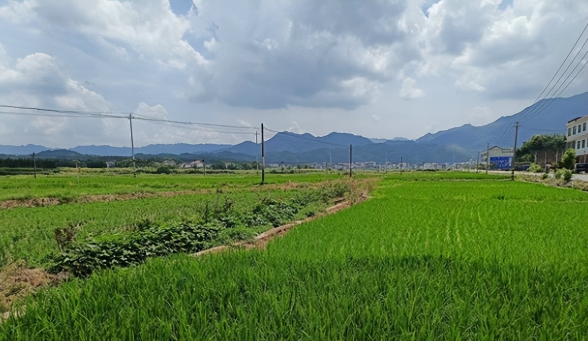 湖南省邵陽市新邵縣坪上鎮(zhèn)茅坪村萬畝水稻示范基地