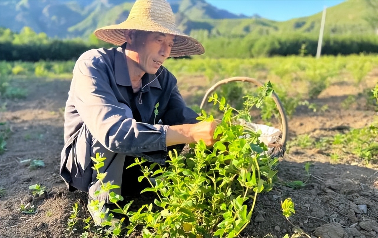 延慶區(qū)千家店鎮(zhèn)菜木溝村金銀花種植專管員劉雪飛