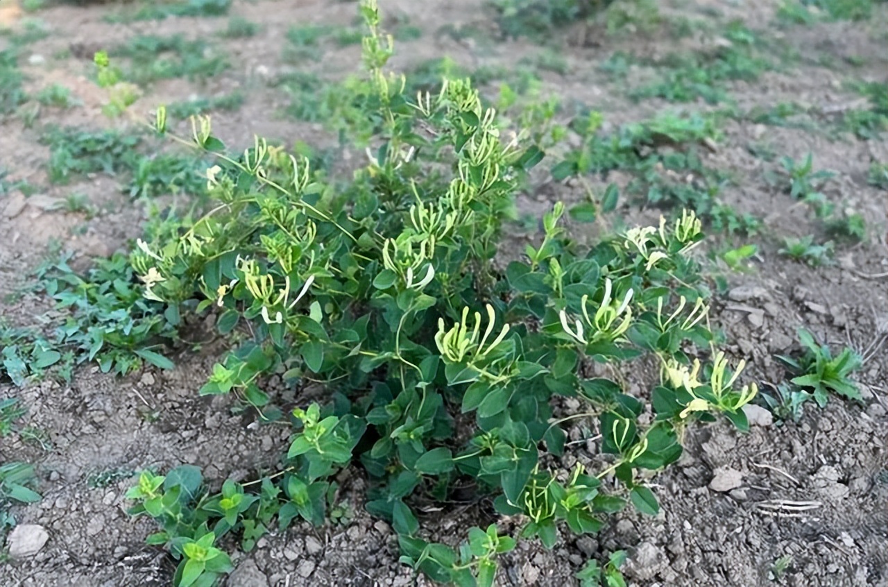 菜木溝村金銀花種植