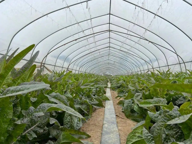 風雪天氣智能日光溫室蔬菜種植技術