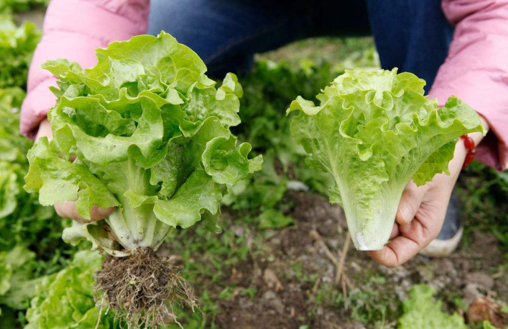 生菜的種植及移栽技術