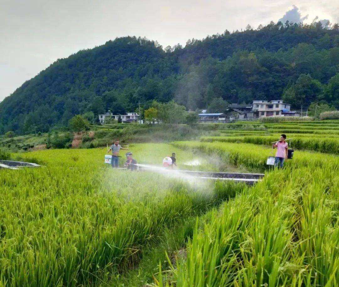 廣西橫州校椅鎮榃汶村：引水澆灌致富花