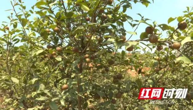 祁陽是中國油茶之鄉和全國油茶產業發展示范基地