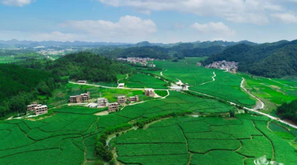 茭白種植基地航拍