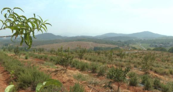 祁陽油茶基地水肥一體化