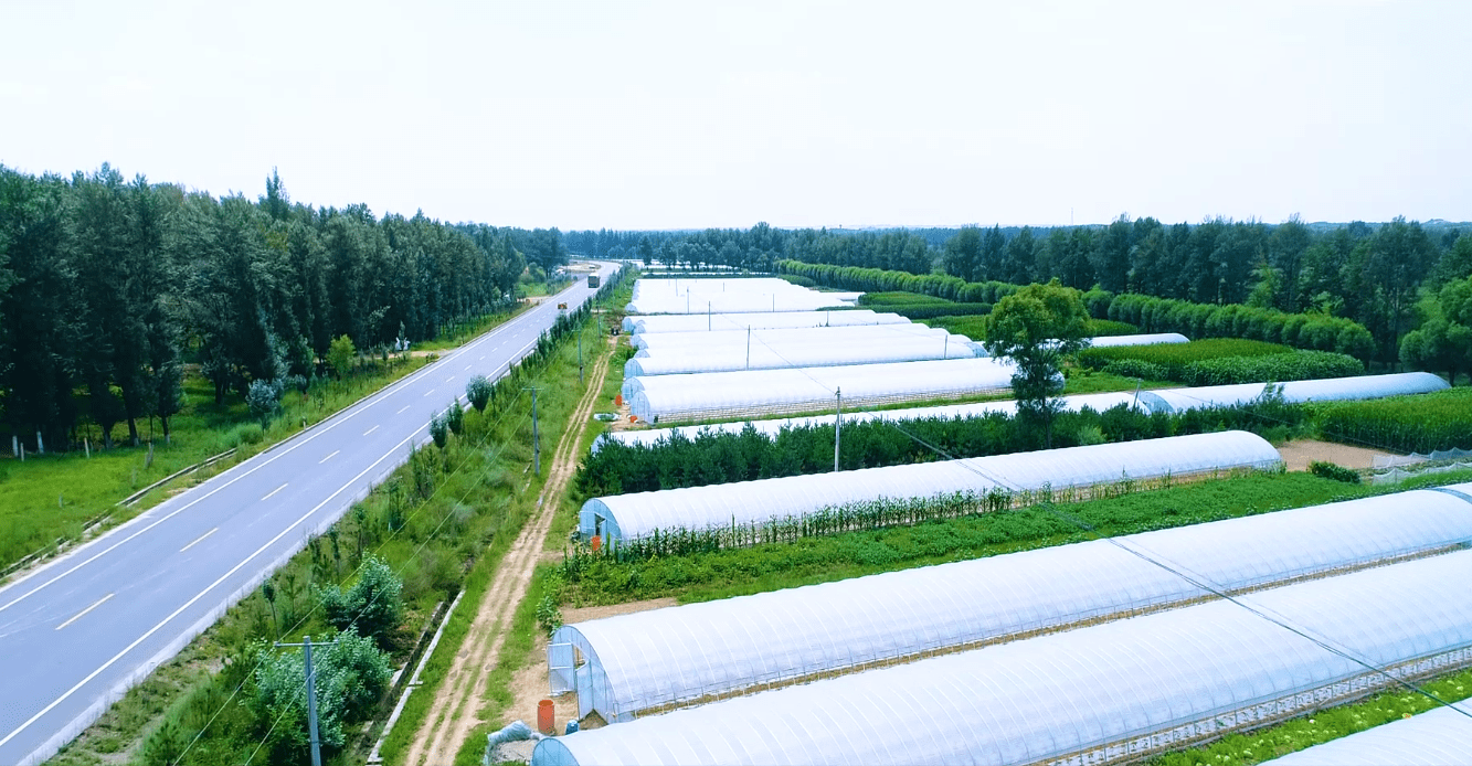 河北永清：打造精品蔬菜產業集群示范區助力鄉村振興