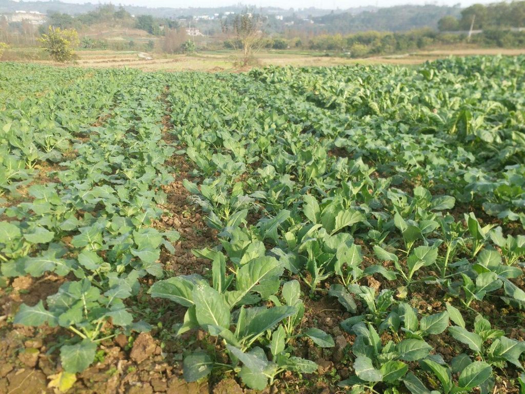 油菜種植