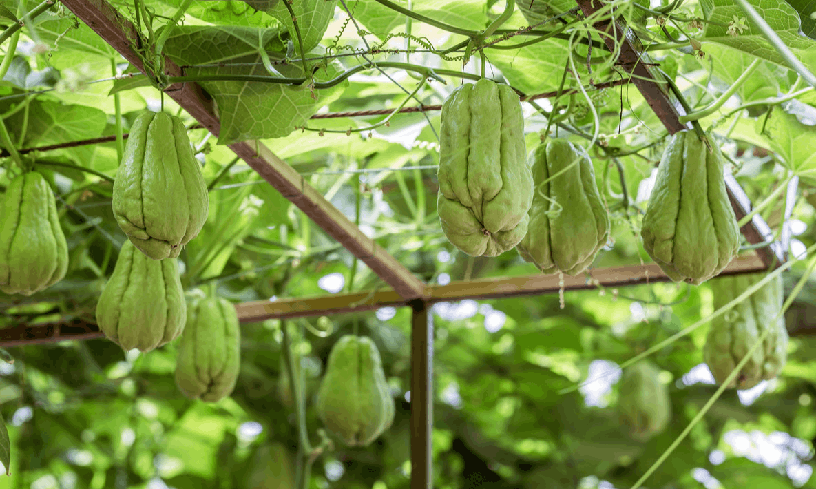 大棚佛手瓜的種植技術