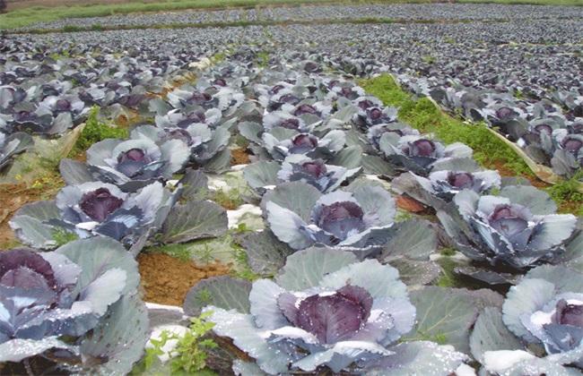 大棚紫甘藍種植的田間管理