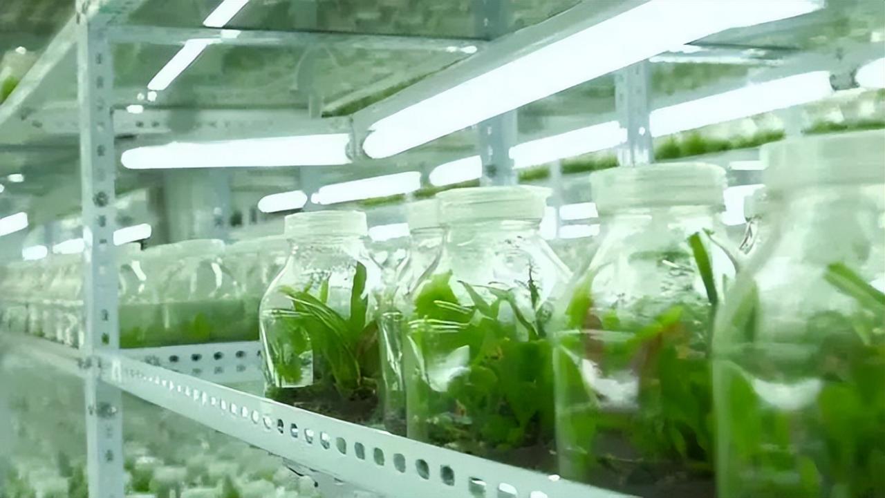 利用合成生物學自主固氮，減少農業化肥使用